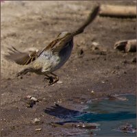 Сказал, не буду сниматься... :: Тарас Грушивский