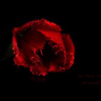Огненный цветок. :: Ирина Котенева