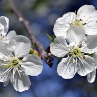 Цветение вишни :: Никита Мяу