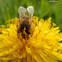 Пчелка на одуванчике :: Анастасия Bur
