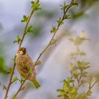 Птаха :: Светлана Иванова