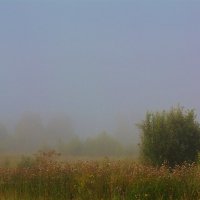 Туман :: Юлия Ульянова