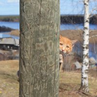Рыжий котик :: Виталий Житков