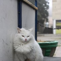 Кот живущий в парке 2 :: Антон Скоморохов
