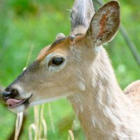 Deer :: Alexandr Ghereg