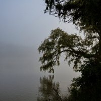 Туман на реке :: Николай Саржанов