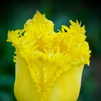Лимонный бахромчатый тюльпан :: Юрий Митенёв