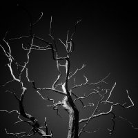 Дерево... :: Ира Корнюшенко