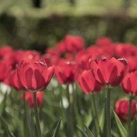 Тюльпаны в саду расцветают, радостным ярким огнём :: Виктория Трунова