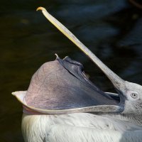 Кудрявый пеликан :: Александр Сашин