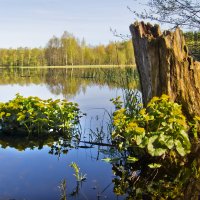 Весна, озеро, цветы :: Андрей Черемисов