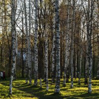 Раз березка, два березка))) :: Лазарева Оксана