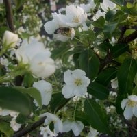 Пчела на яблони :: Анна Наумова
