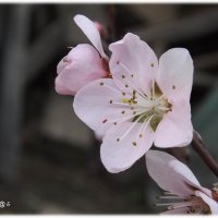 цветок персика :: Татьяна Бондаренко
