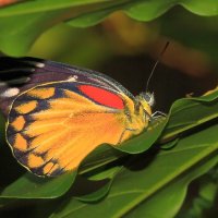 Тропическая бабочка. :: Александр Гризодуб
