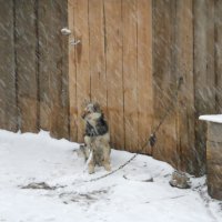 Собака и снег. :: Полина Комарова
