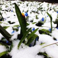 После  апрельского снега :: Denis Sychev