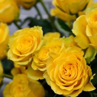 Желтые розы :: Lik Nik