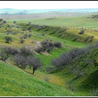 Заповедник Бадхыз.Фисташковая роща :: Ахмед Овезмухаммедов