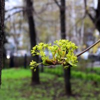 *** :: Наиль Байков