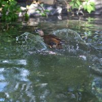 к чёрту свои крылья,водяные,вот это вещь !!! :: Алексей -