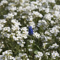 Синий цветочек :: Виталий Житков