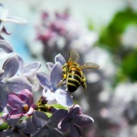 Пчелка :: Ольга Исакова