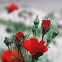 Шепчет юная роза: любуйся, умру... :: Юрий Гайворонский