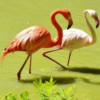 Фламинго :: Андрей Зелёный