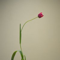 тюльпан  tulip tulpe  tulipe  tulipano tulipán қызғалдақ :: NICKIII Михаил Г.