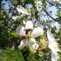 Пчела-труженица :: Оксана Коробова