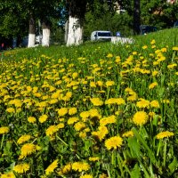 Поляна из одуванчиков :: Сергей Черепанов