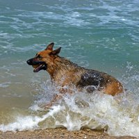 Водные процедуры :: Ольга Саранцева