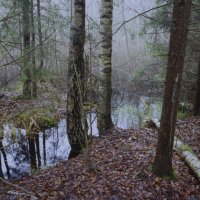 лес и вода 2 :: Вадим 