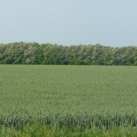 пшеничное поле :: Владимир 