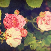 Vintage roses :: Olga Volkova