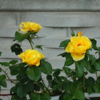 три желтые розы :: анатолий 