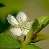 Цветок войлочной вишни :: Юрий Митенёв