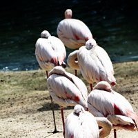 Фламинго :: Маруся Верведа