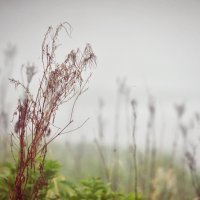 Травка-корявка в тумане :: Анна Александрова