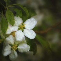 Цветет яблоня... :: Катерина Лебедева
