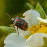 Какой-то жук на цветке земляники :: Валерий Плотников