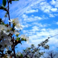 цветущая вишня и красивое голубое небо :: Ольга 