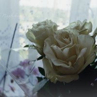 Белые розы :: Кристина Щукина