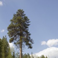Дерево :: Наталья Отраковская
