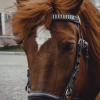 лошадь :: Valdemar Axion