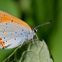 Lycaena hippothoe(вид сбоку) :: Сергей Гундарь