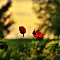 Тюльпаны  на закате :: Андрей Куприянов