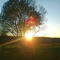Солнечное древо :: Даша БК