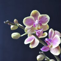 орхидея :: татьяна 